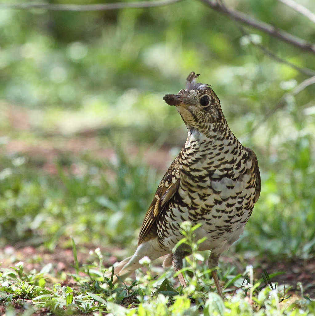  p>虎斑地鸫(学名: i>zoothera dauma /i>)为 a target="_blank" href