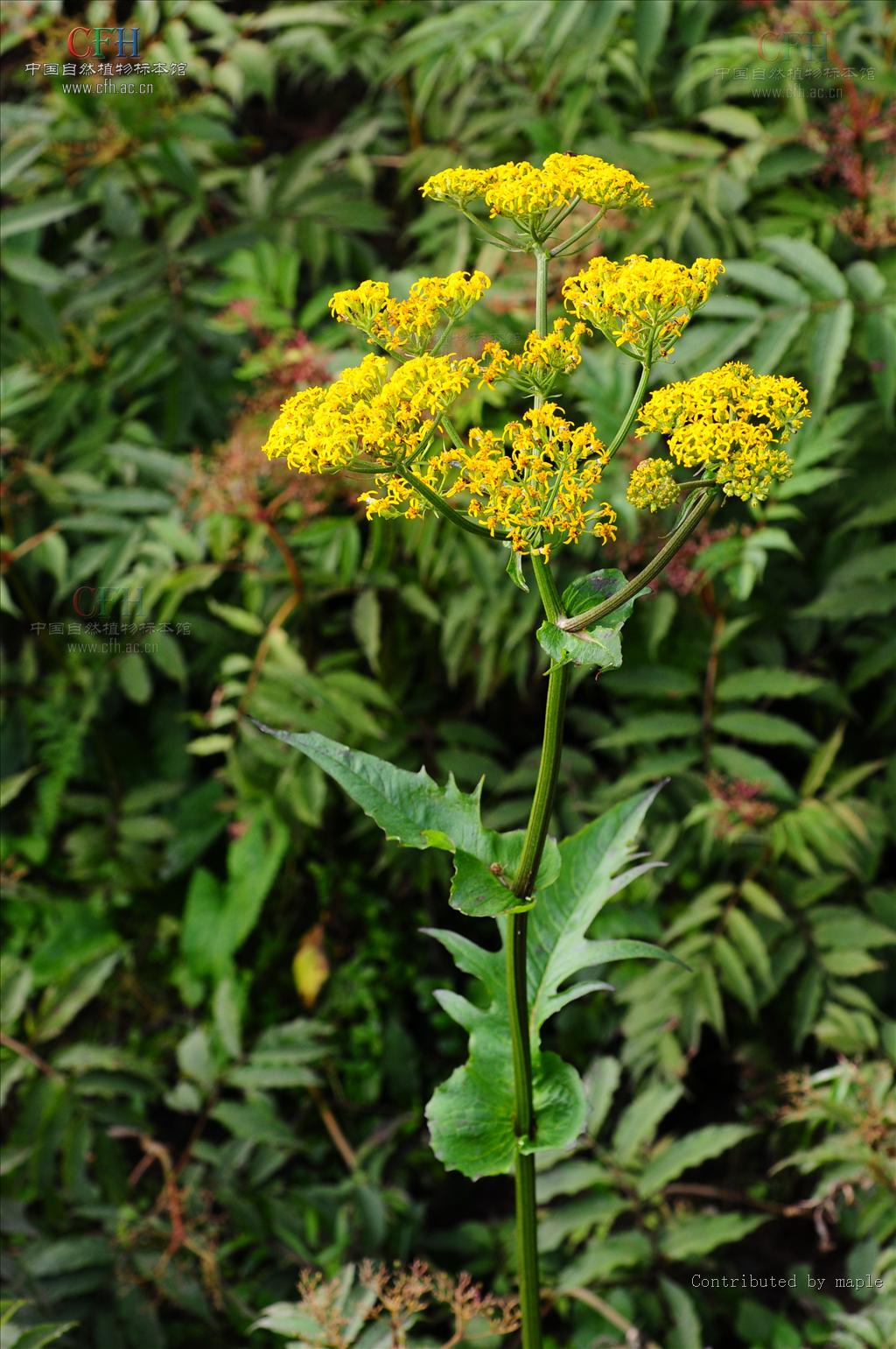  p>凉山千里光(学名:senecio liangshanensis)为 a target="_blank"
