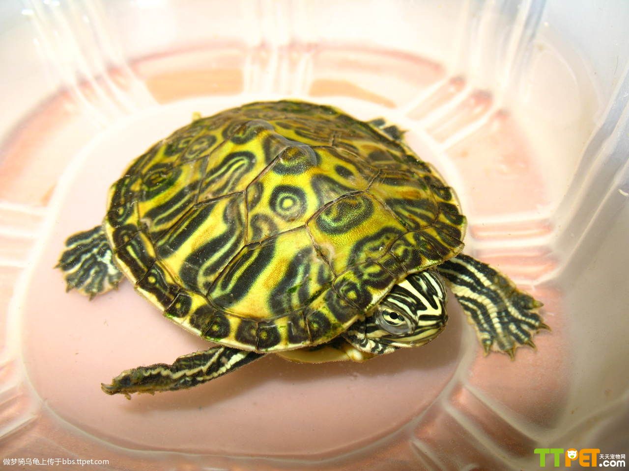  p>甜甜圈龟,拉丁学名为pseudemys concinna,原产自美国及墨西哥.