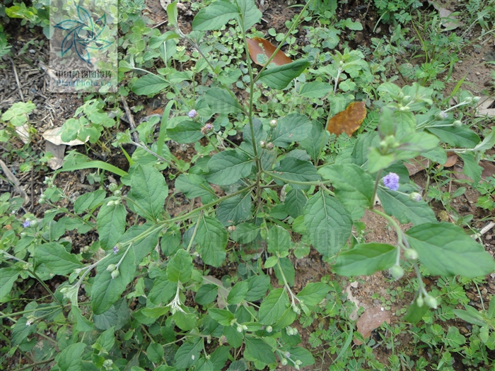  p>骨端旁又名狗仔花, a target="_blank" href="/item/咸虾花/993467