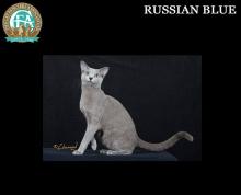 俄罗斯青灰猫/俄罗斯蓝猫