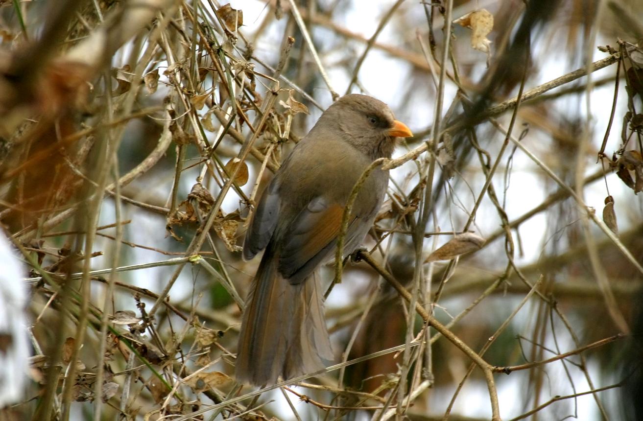  p>红嘴鸦雀(学名: i>conostoma aemodium /i>)是莺科,红嘴鸦雀属中型