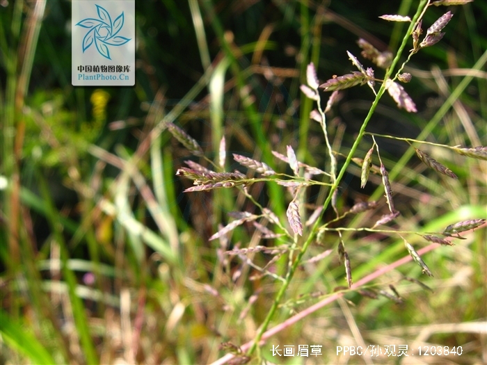  p> a href="#" data-lemmaid="8711811">长画眉草 /a>(学名