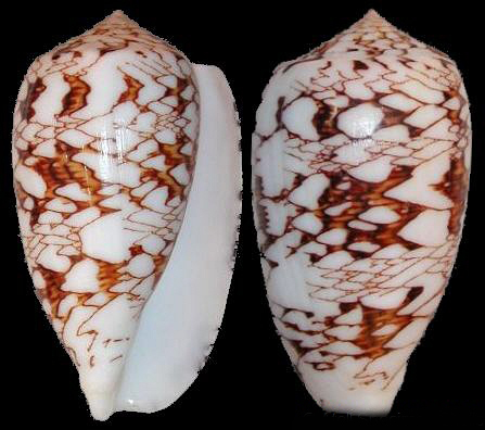  p>织锦芋螺(学名:cylinder textile textile)花纹清晰,贝壳厚实.