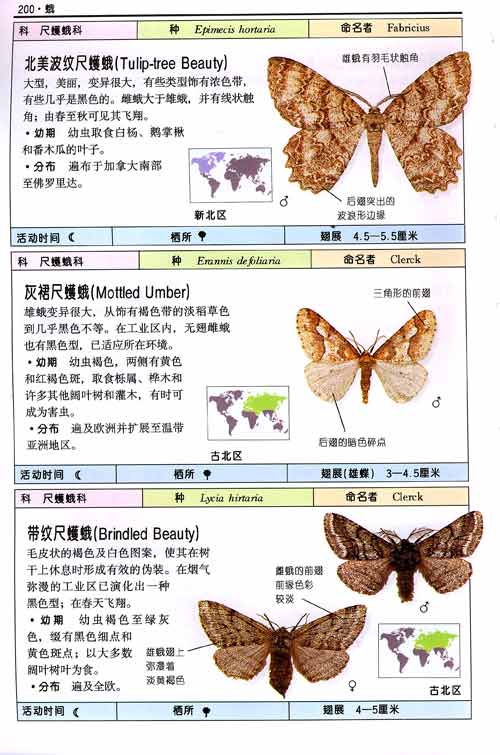 蝴蝶:全世界500多种蝴蝶的彩色图鉴