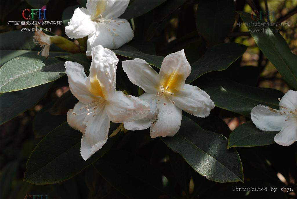  p>滇南杜鹃(学名: i>rhododendron hancockii /i> hemsl.