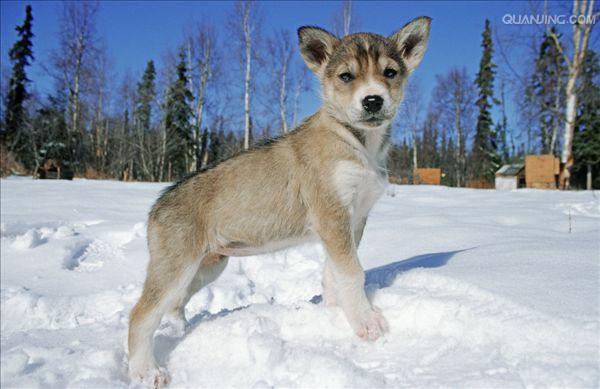 Сибирский хаски,英语:siberian husky),常见别名 a