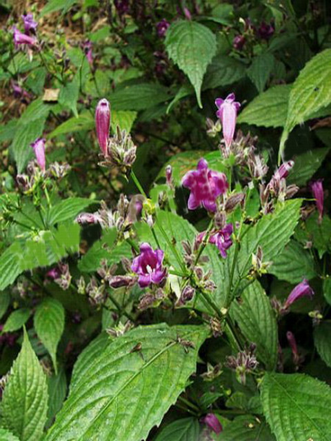  p>溪畔黄球花,属于 a target="_blank" href="/item/单子叶植物纲