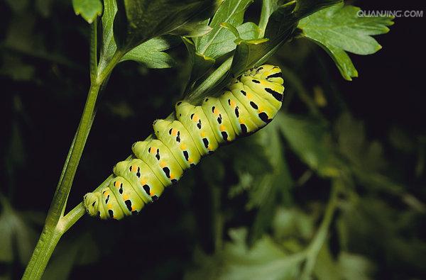  p>金凤蝶, i>papilio machaon /i> linnaeus,又名 a href="#" data