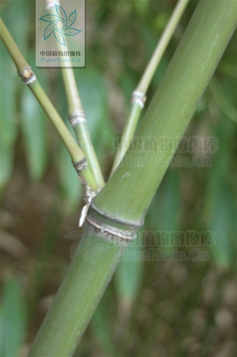  p>密毛箭竹(学名:fargesia plurisetosa wen)属箭竹属禾本科植物