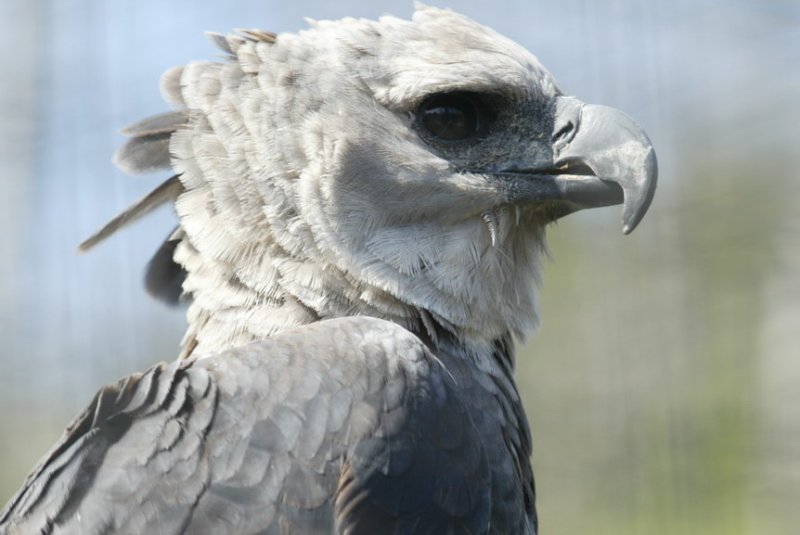 american harpy eagle