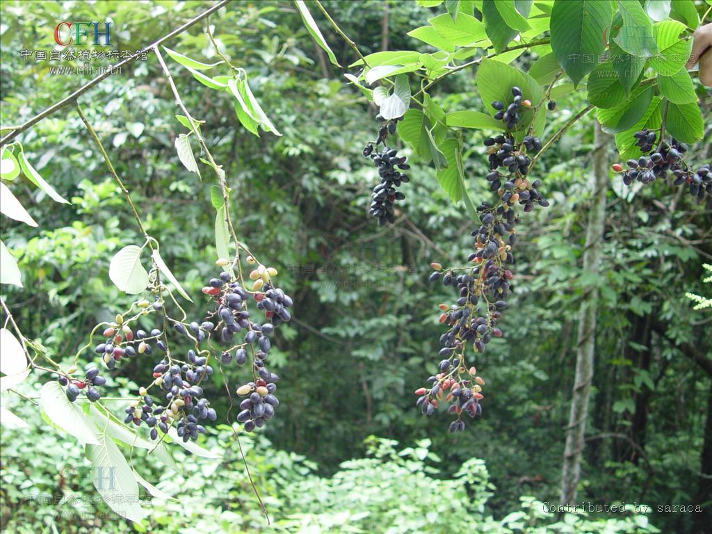 大果勾儿茶(原变种)