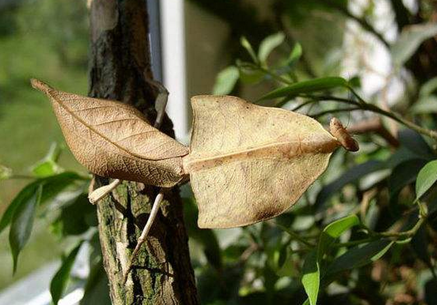  p> a href="#" data-lemmaid="1863862">枯叶螳螂 /a>是极好的拟态