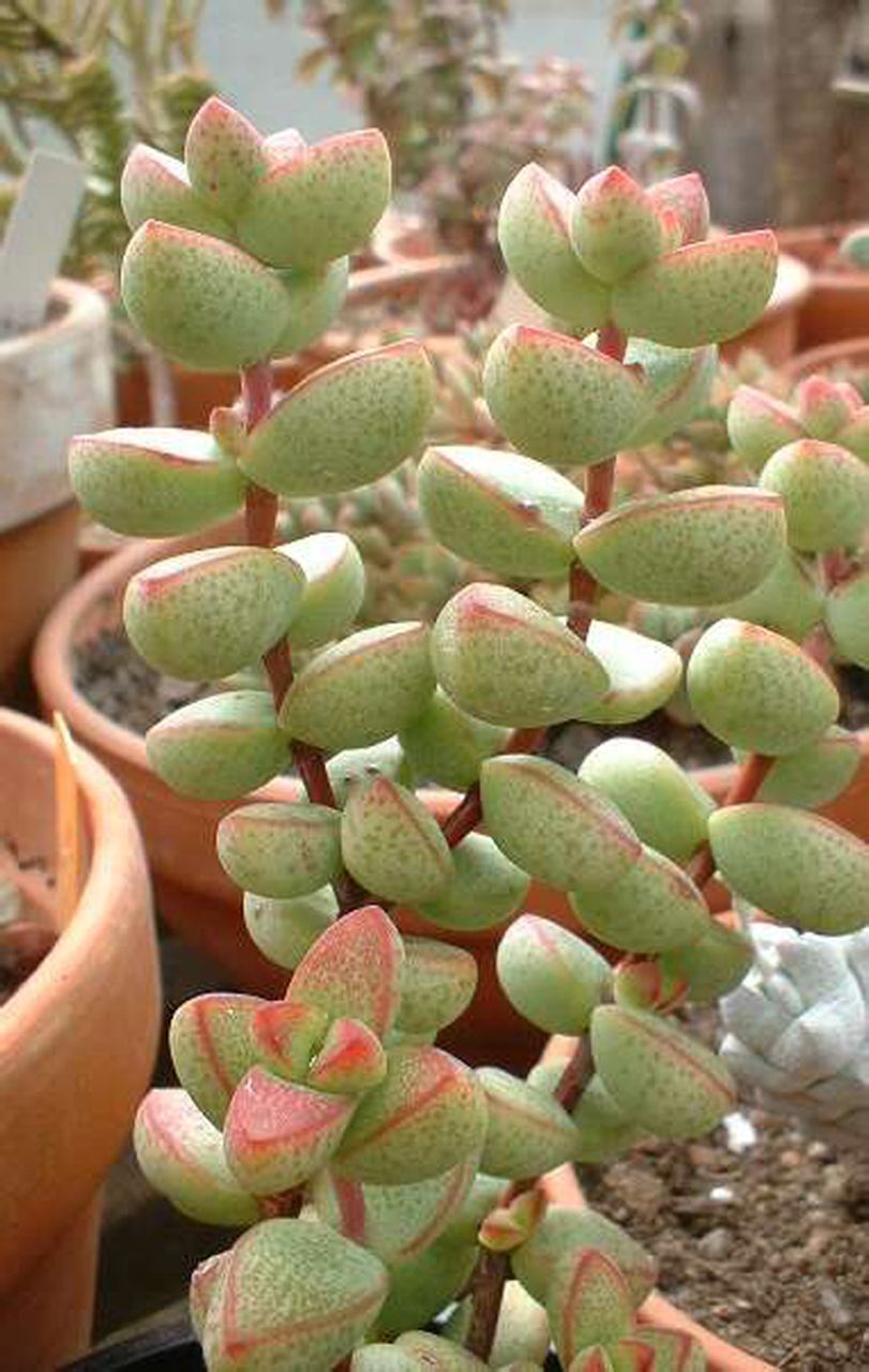  p>半球星乙女( i>crassula rupestris /i> ssp.