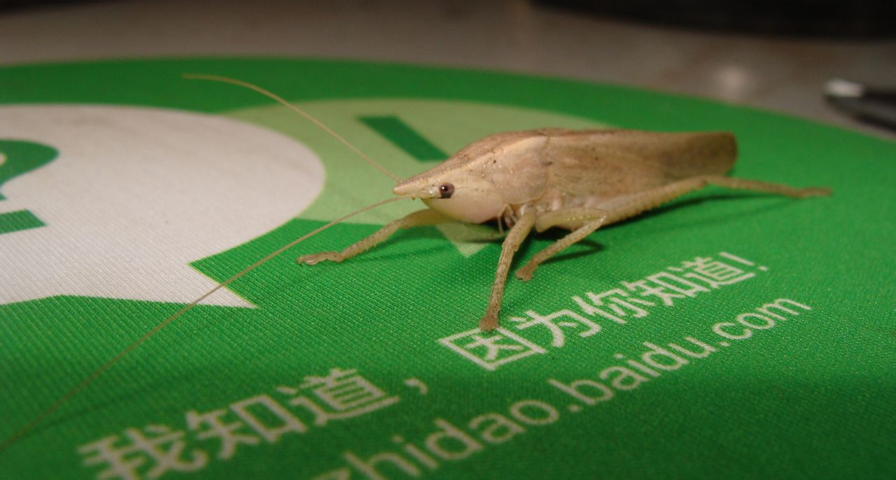  p data-id="gnwmqhszgm">拟矛螽属螽的种类, a target="_blank" href