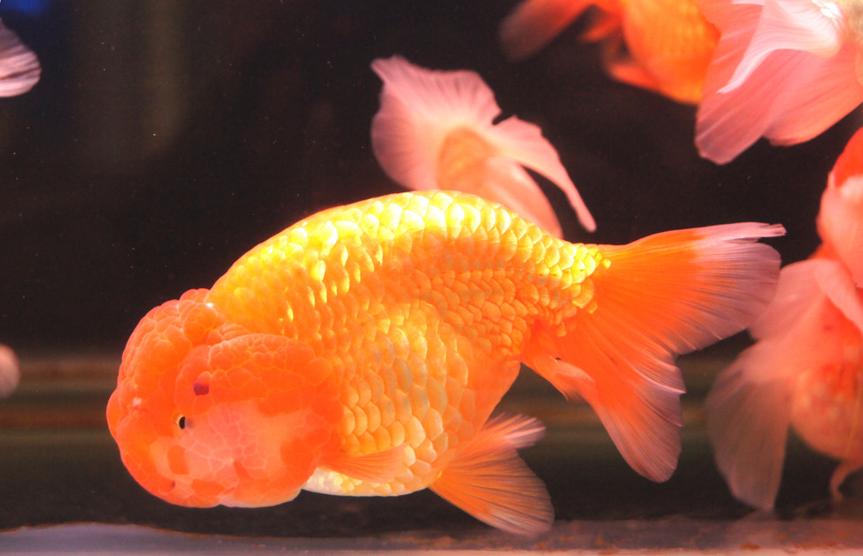 玫瑰红虎头龙睛