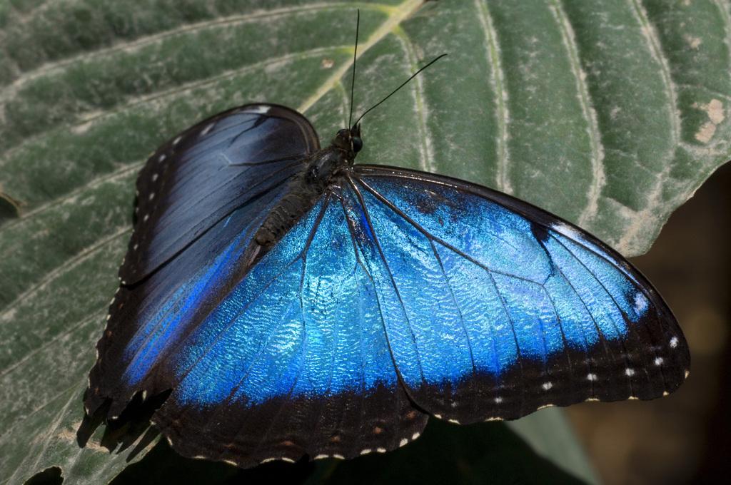  p>卡西美蓝闪蝶, i>morpho rhetenor cacica  /i>(staudinger, 1876)