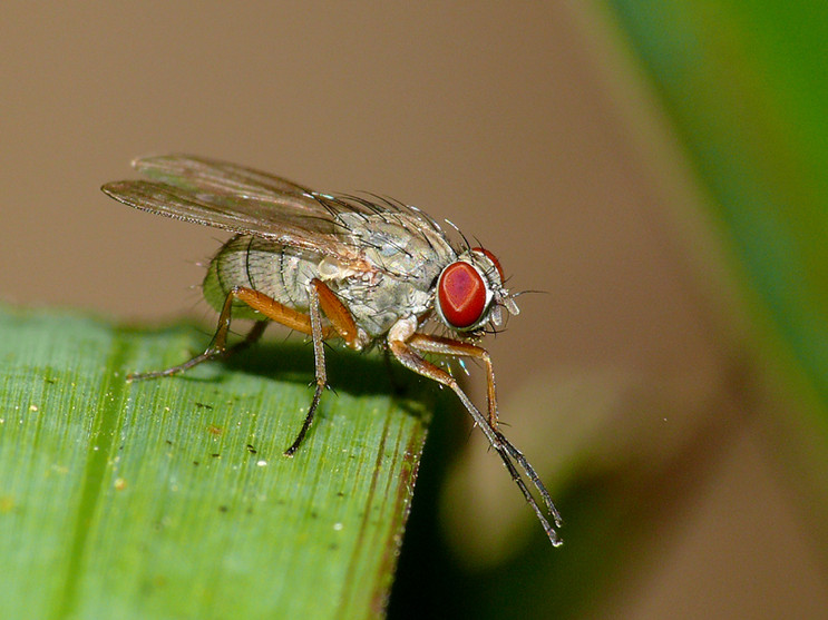  p>舍蝇: a target="_blank" href="/item/蝇