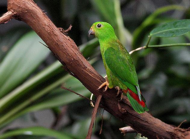  p>蓝冠短尾 a target="_blank" href="/item/鹦鹉/359436" data