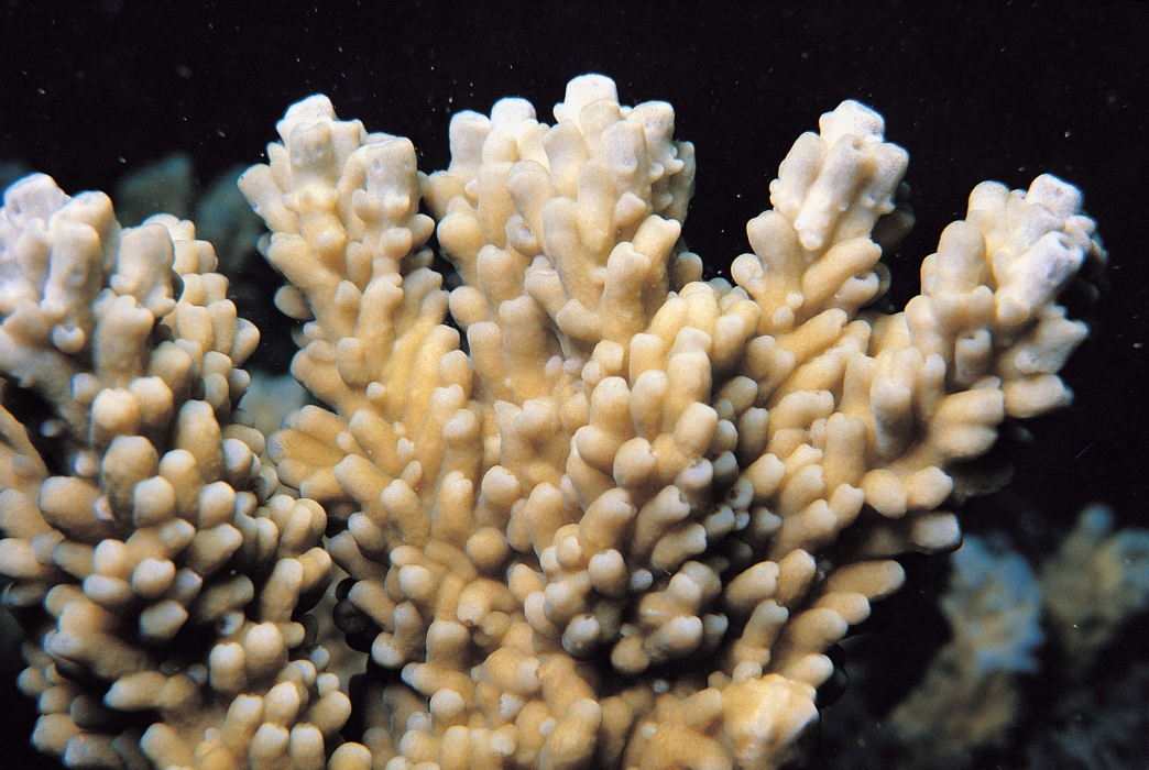  p>松枝鹿角珊瑚(学名:acropora brueggemanni)孔珊瑚科鹿角珊瑚属的