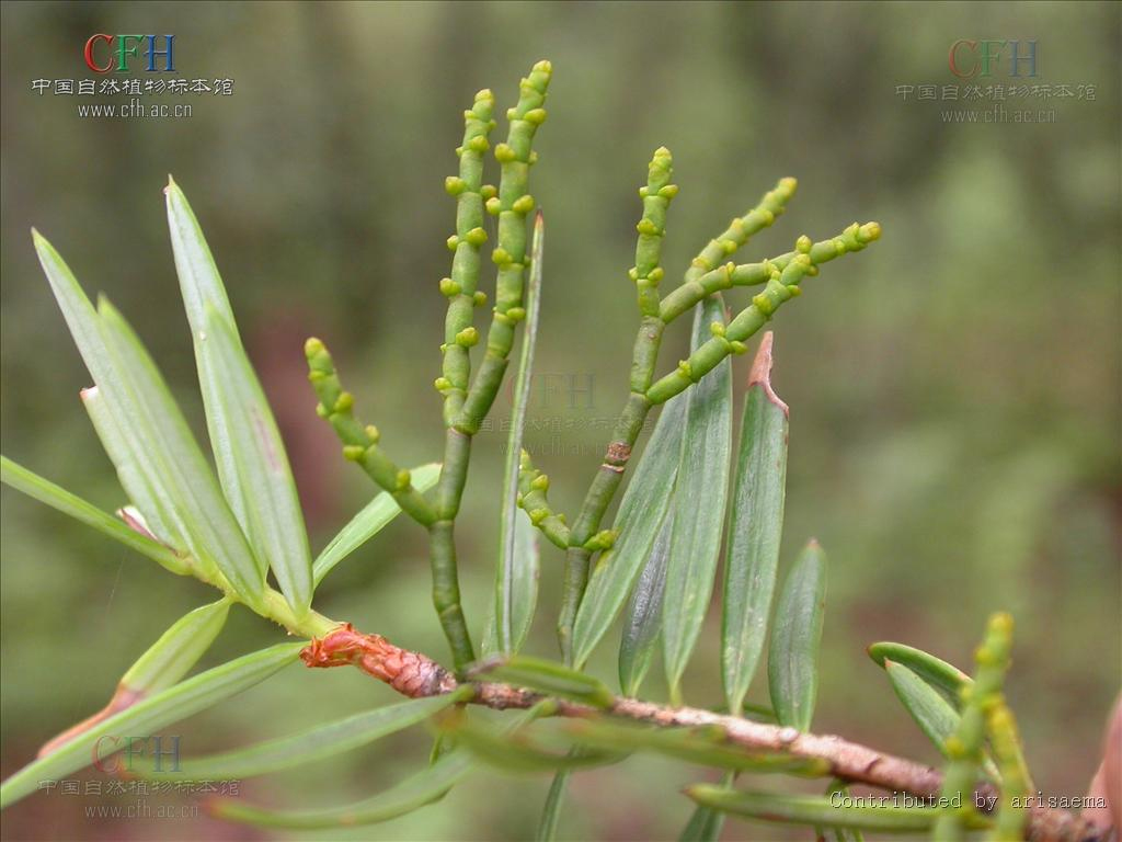  p>油杉寄生(学名: i>arceuthobium chinense /i>),为桑寄生科油杉