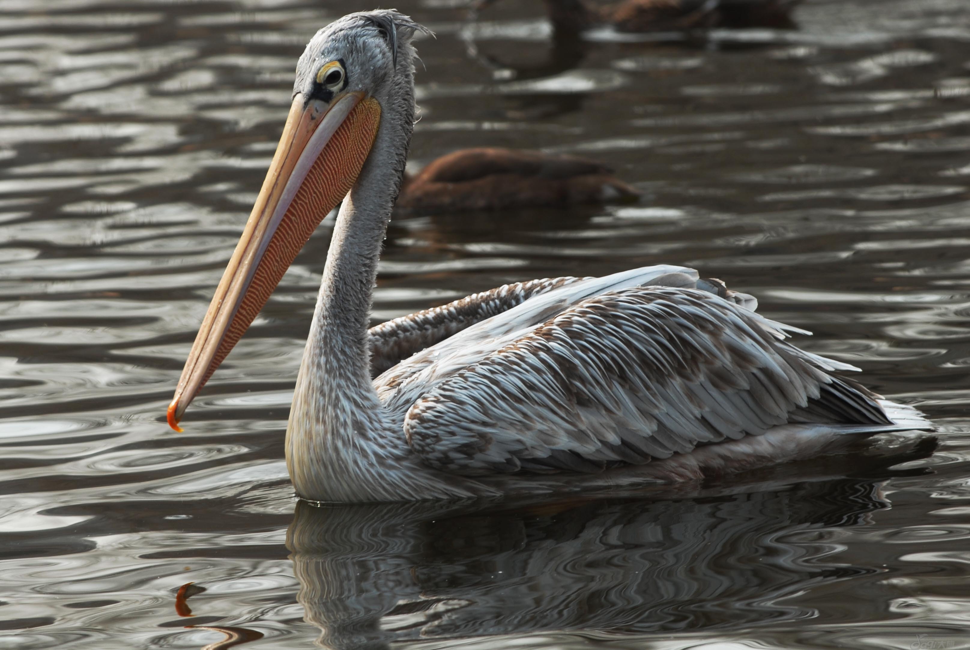pelecanus philippensis