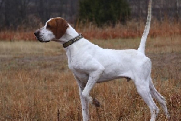 依斯特拉短毛猎犬