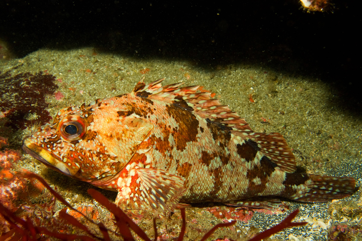  p>褐菖鲉(学名: i>sebastiscus marmoratus /i>)是鲉科,菖鲉属鱼类.