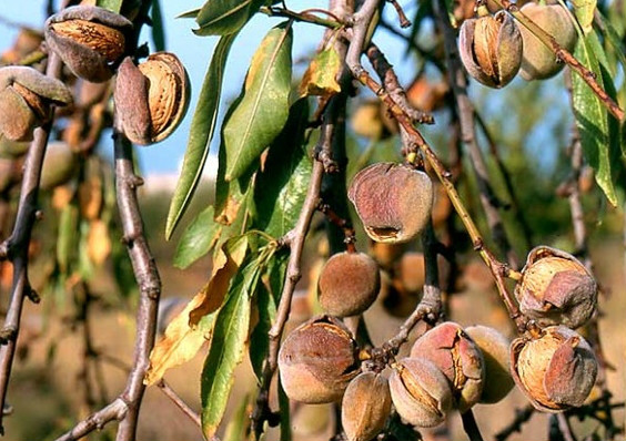  p data-id="gnvfvrohaz">扁桃( i>prunus dulcis /i> (mill.) d. a.