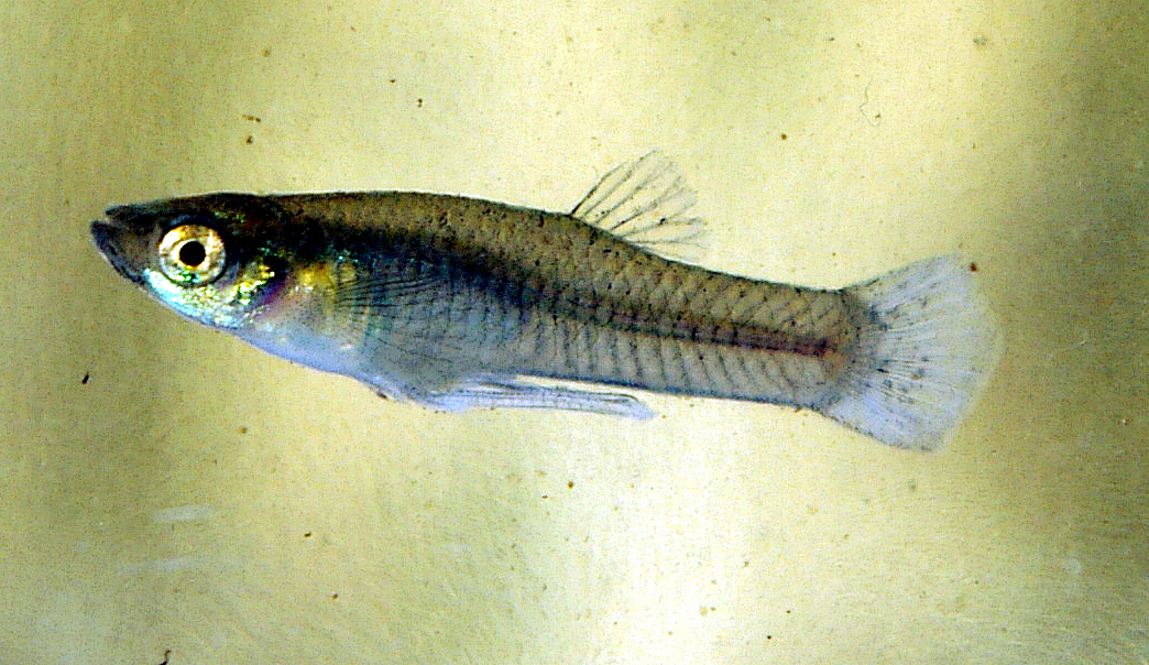  p>食蚊鱼(学名: i>gambusia affinis /i>)是胎鳉科,食蚊鱼属鱼类.