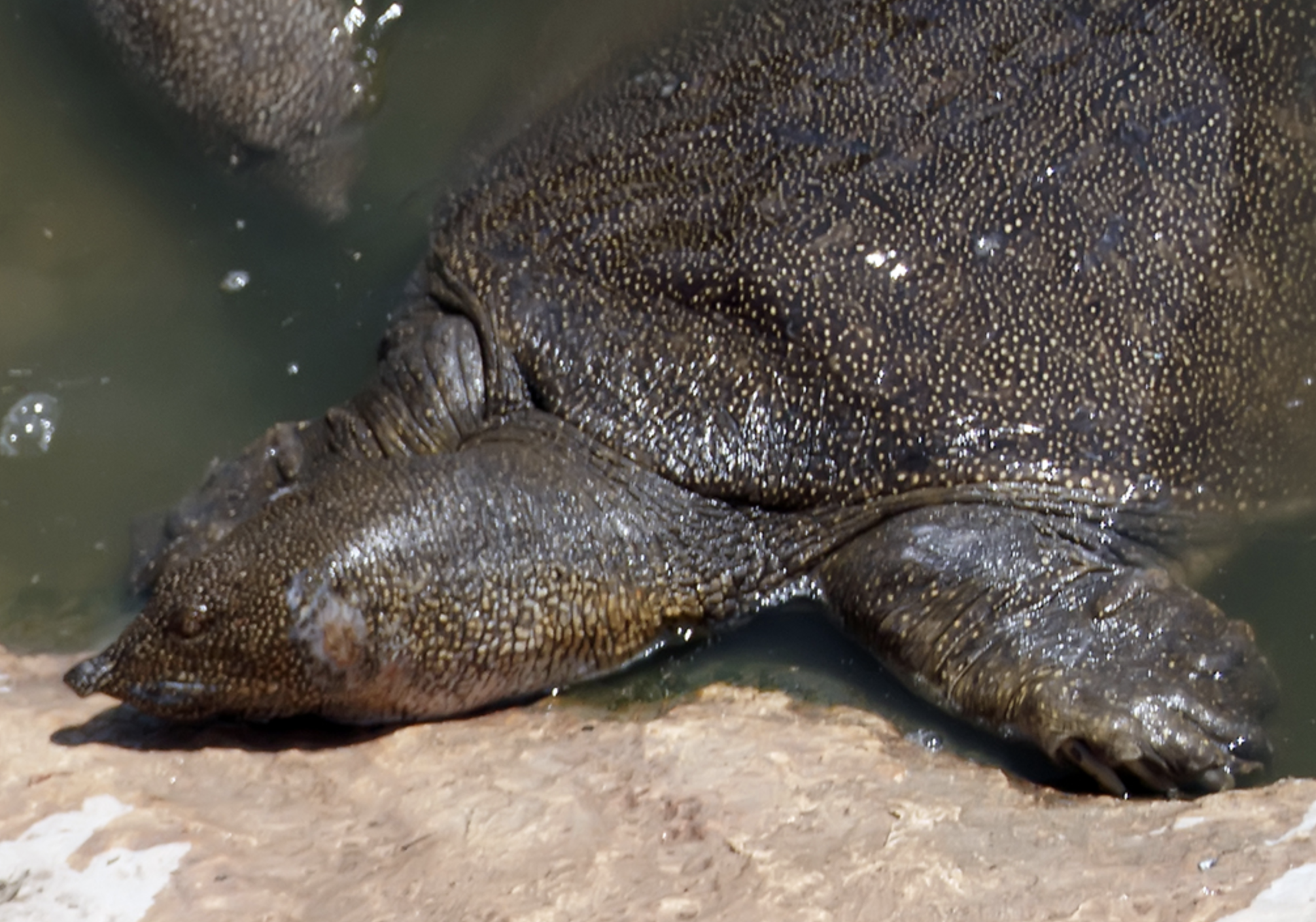 palea  steindachneri