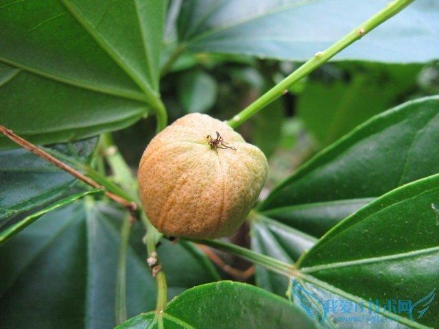 target="_blank" href="/item/巴豆属">巴豆属 /a>植物 a targe