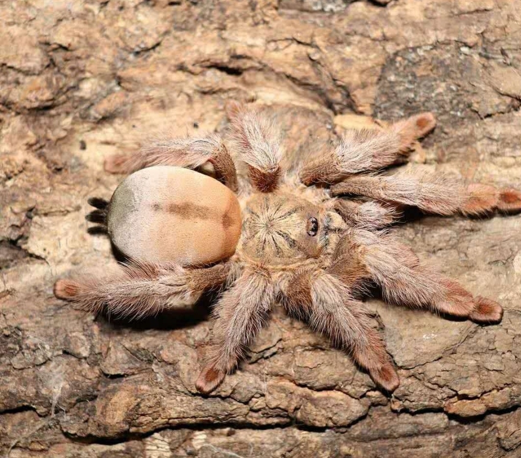 黄金/巴拿马金毛是一种 a target="_blank" href="/item/蜘蛛/6152"