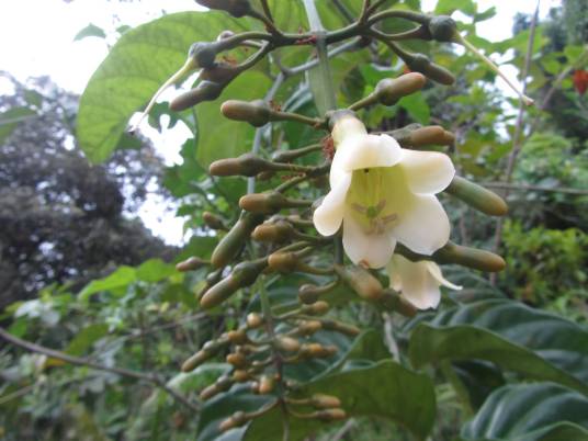 Utania racemosa_百度百科