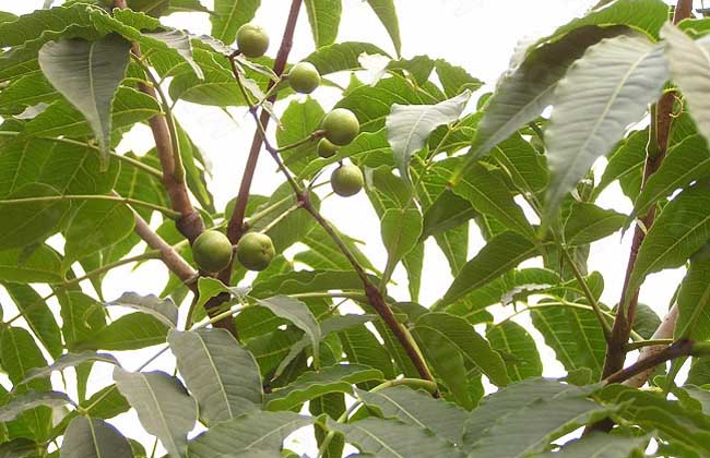 是芸香科黄檗属落叶乔木.