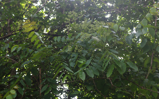 Zanthoxylum rhetsa_百度百科