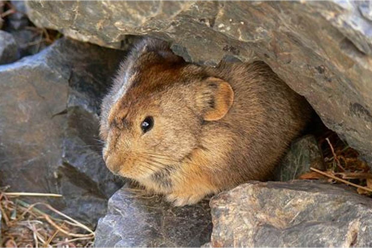 达乌尔鼠兔山西亚种