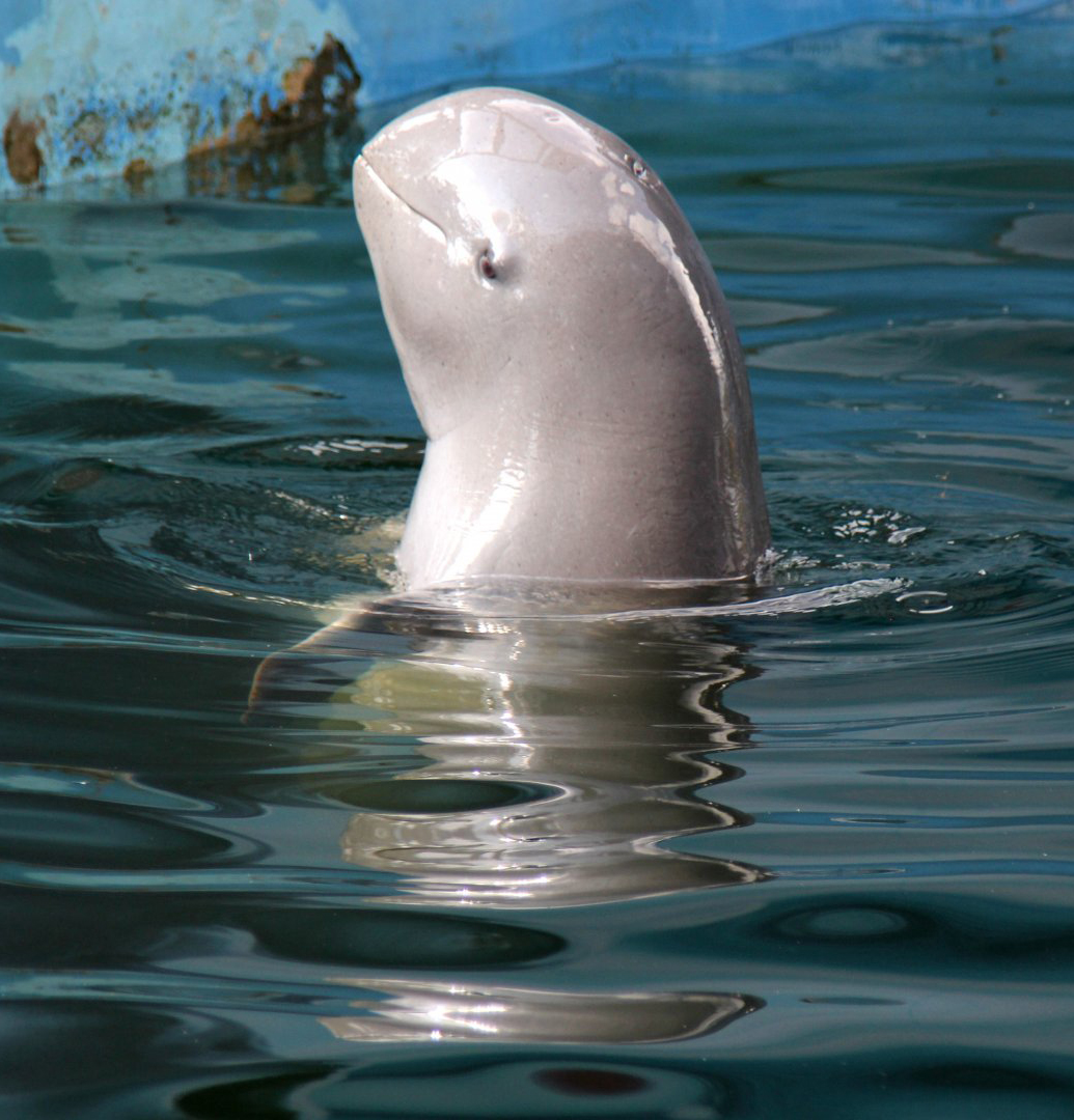 scstew2">伊洛瓦底江豚(学名: i>orcaella brevirostris /i>)是海豚科