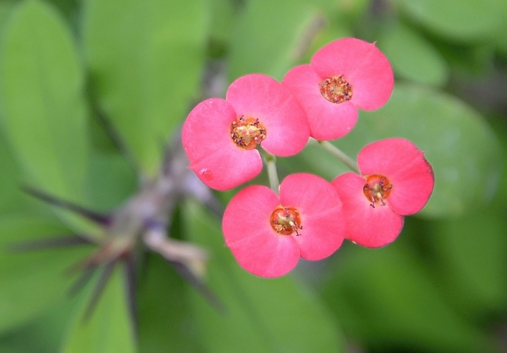 铁海棠(原变种)