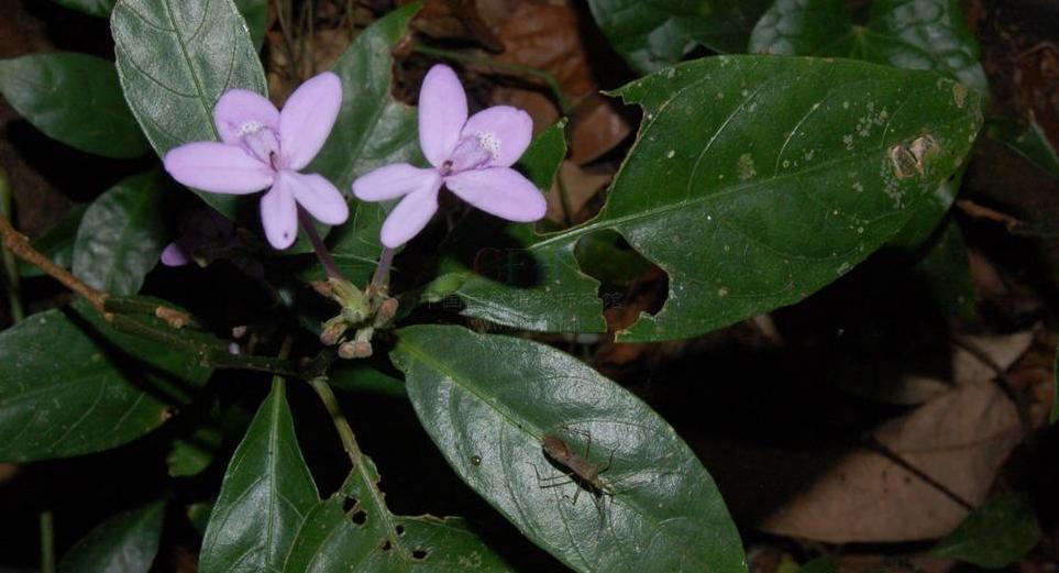  p data-id="gnwv7lsw1f">多花山壳骨( i>pse