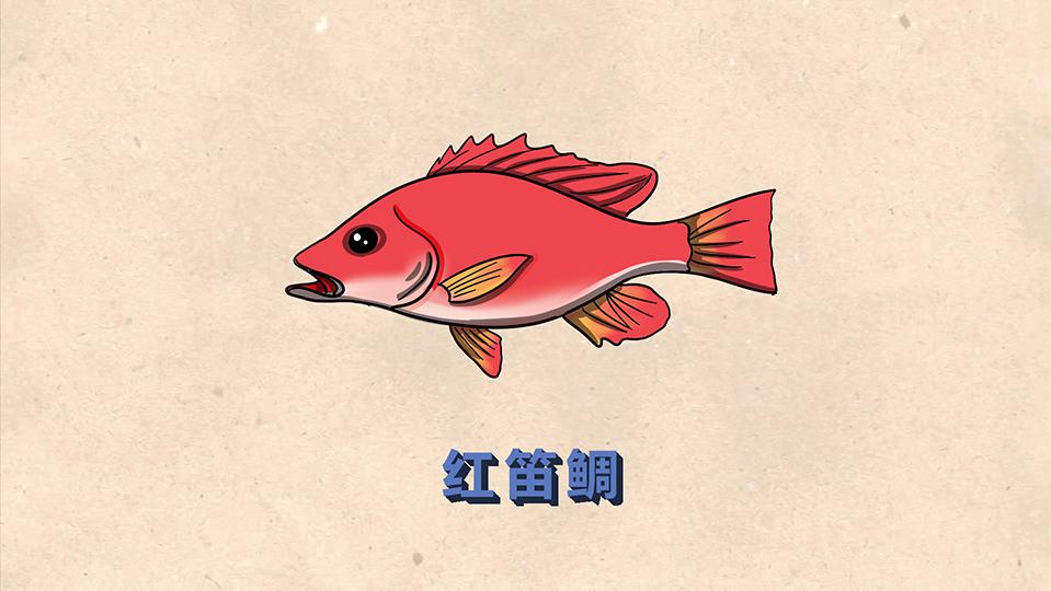 红笛鲷:笛鲷科、笛鲷属鱼类