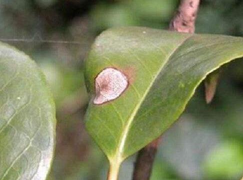 山茶炭疽病