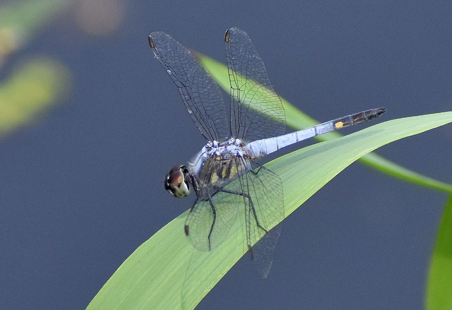 超度蜻蜓-超度清理磁场的方法