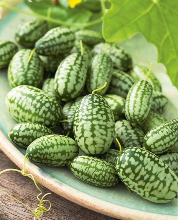  p>拇指西瓜(学名: i>melothria /i>  i>scabra /i> naudin)是葫芦科