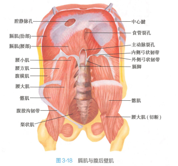 <p>膈肌与腹后壁肌