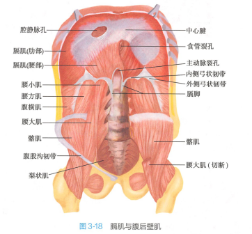 膈肌与腹后壁肌