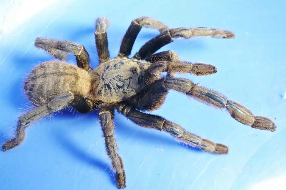 广西虎纹捕鸟蛛