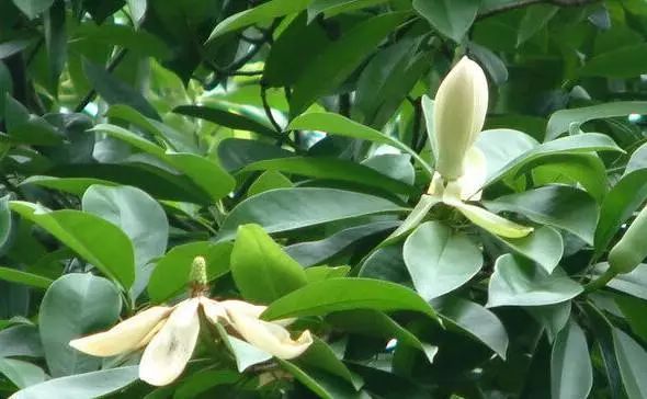 落叶木莲赣州群体