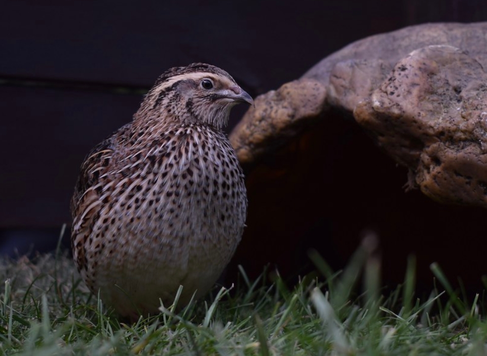  p>鹌鹑(学名: i>coturnix japonica /i>):雉科,鹌鹑属鹑类,体长14-20