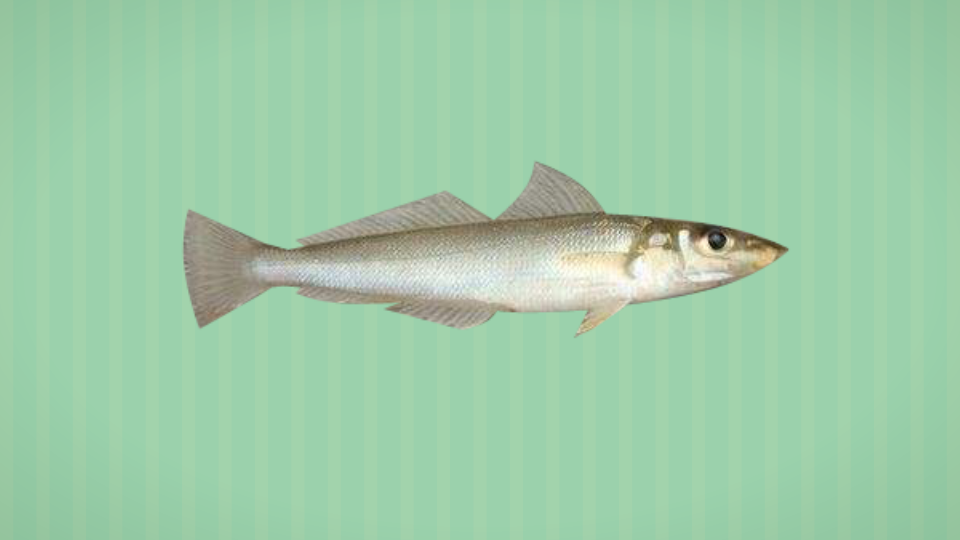 船钉鱼:普通食用鱼类之一